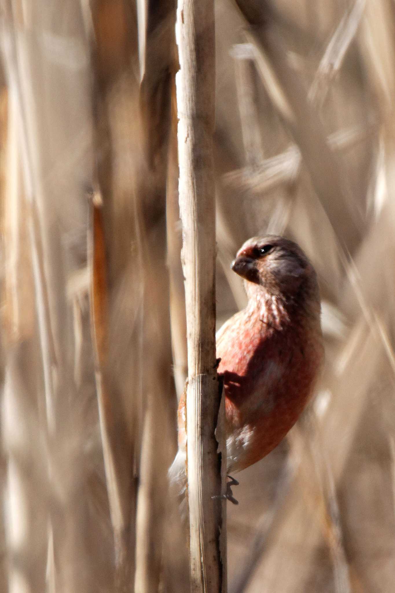 Siberian Long-tailed Rosefinch