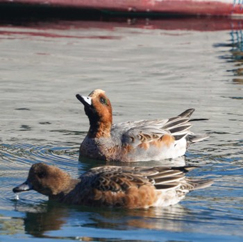 Eurasian Wigeon 横須賀市走水 Wed, 12/6/2023