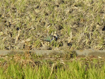 Northern Lapwing 大阪府松原市 Wed, 12/6/2023