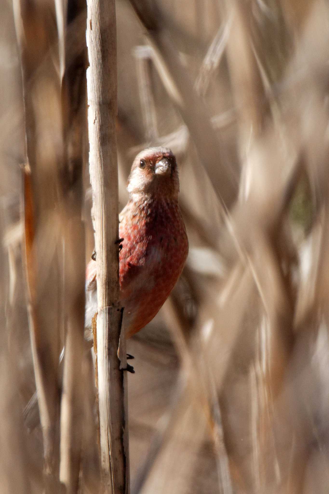 Siberian Long-tailed Rosefinch