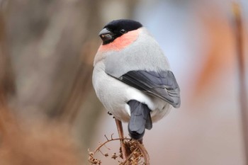 2023年12月5日(火) 埼玉県民の森の野鳥観察記録