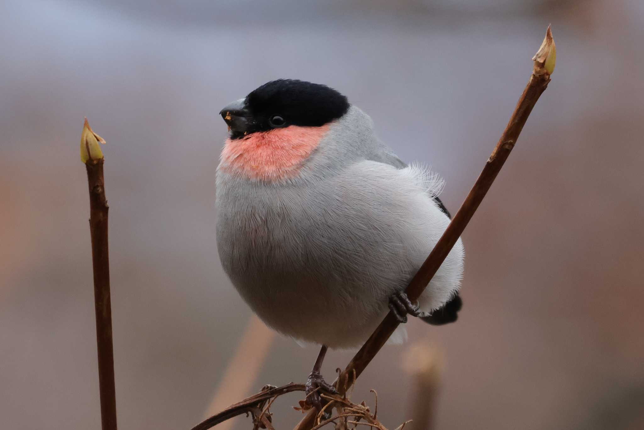 Eurasian Bullfinch