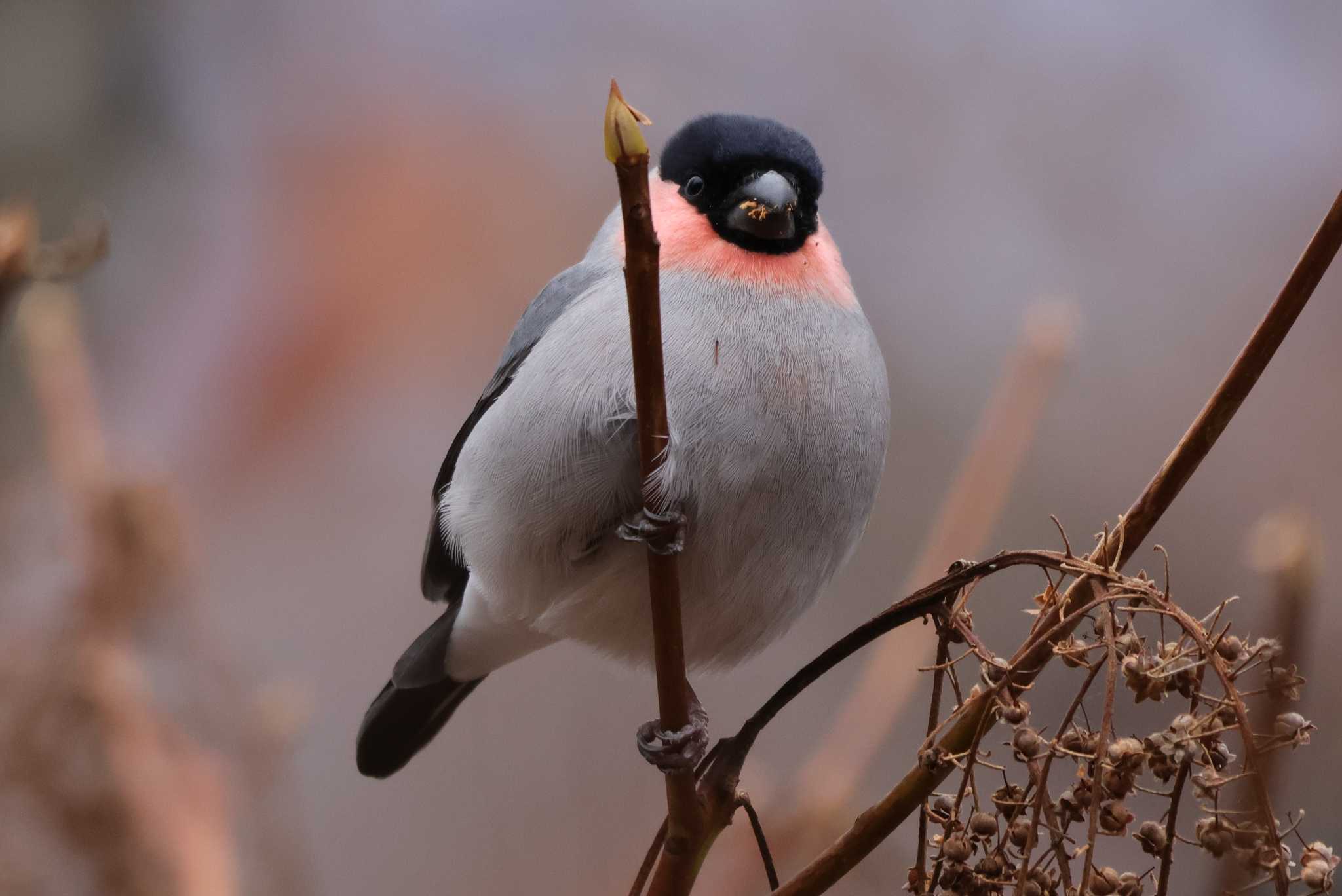 Eurasian Bullfinch