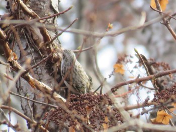 Eurasian Treecreeper Hakodateyama Wed, 12/6/2023