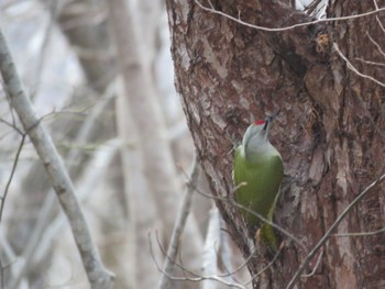 Grey-headed Woodpecker Hakodateyama Wed, 12/6/2023