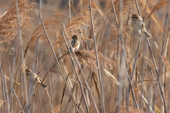 Common Reed Bunting 島田川河口(山口県) Wed, 12/6/2023