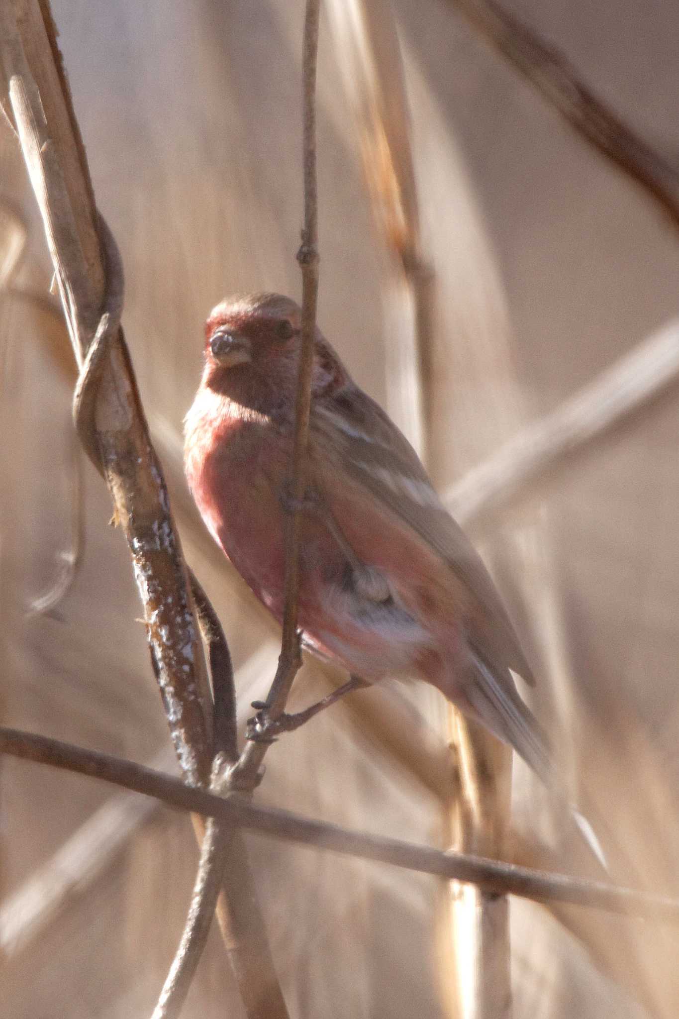 Siberian Long-tailed Rosefinch