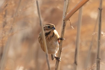 Common Reed Bunting 島田川河口(山口県) Wed, 12/6/2023