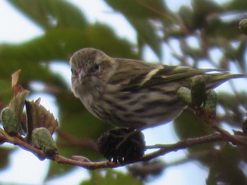 Eurasian Siskin 函館山 Wed, 11/22/2023