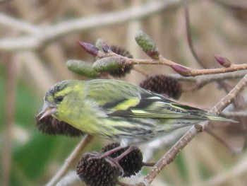 Eurasian Siskin 函館山 Wed, 11/22/2023