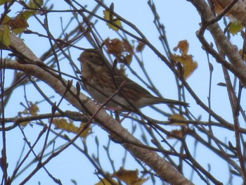 Rustic Bunting 函館山 Wed, 11/22/2023