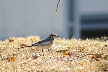 White Wagtail 横浜市内 Wed, 12/6/2023