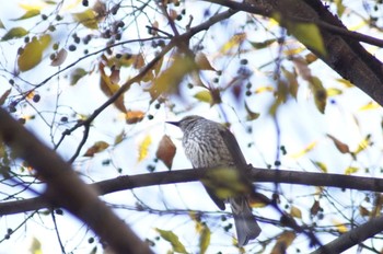 Brown-eared Bulbul 横浜市内 Wed, 12/6/2023