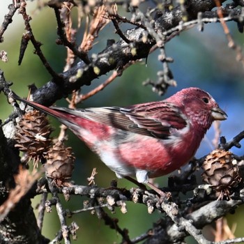 Pallas's Rosefinch 岡谷林道 Sat, 12/2/2023