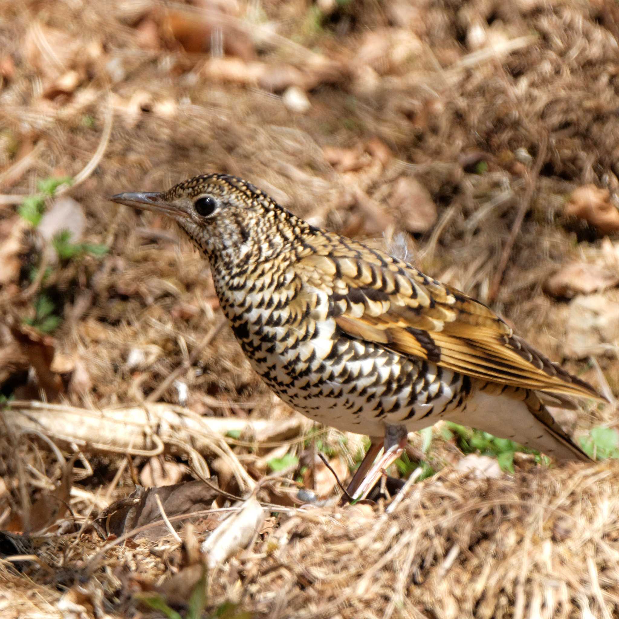 Photo of White's Thrush at 各務野自然遺産の森 by herald