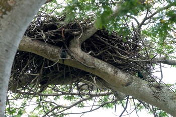 ミドリカラスモドキ Sungei Buloh Wetland Reserve 2023年3月16日(木)