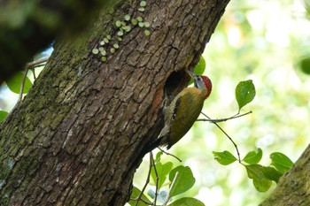 Laced Woodpecker Pasir Ris Park (Singapore) Sat, 3/18/2023