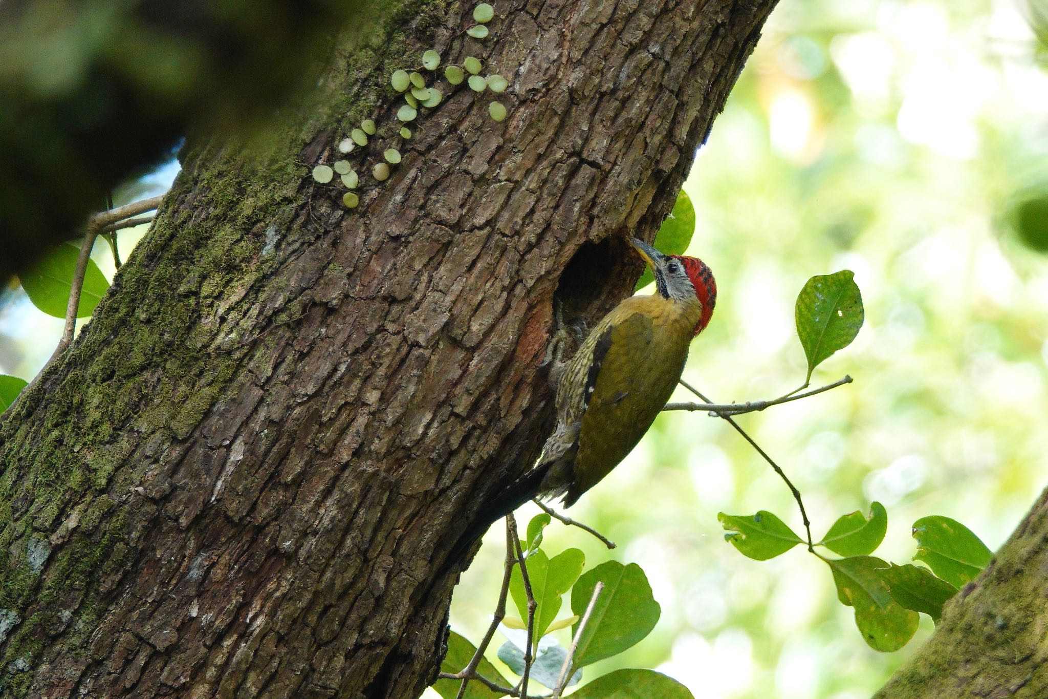 Photo of Laced Woodpecker at Pasir Ris Park (Singapore) by のどか