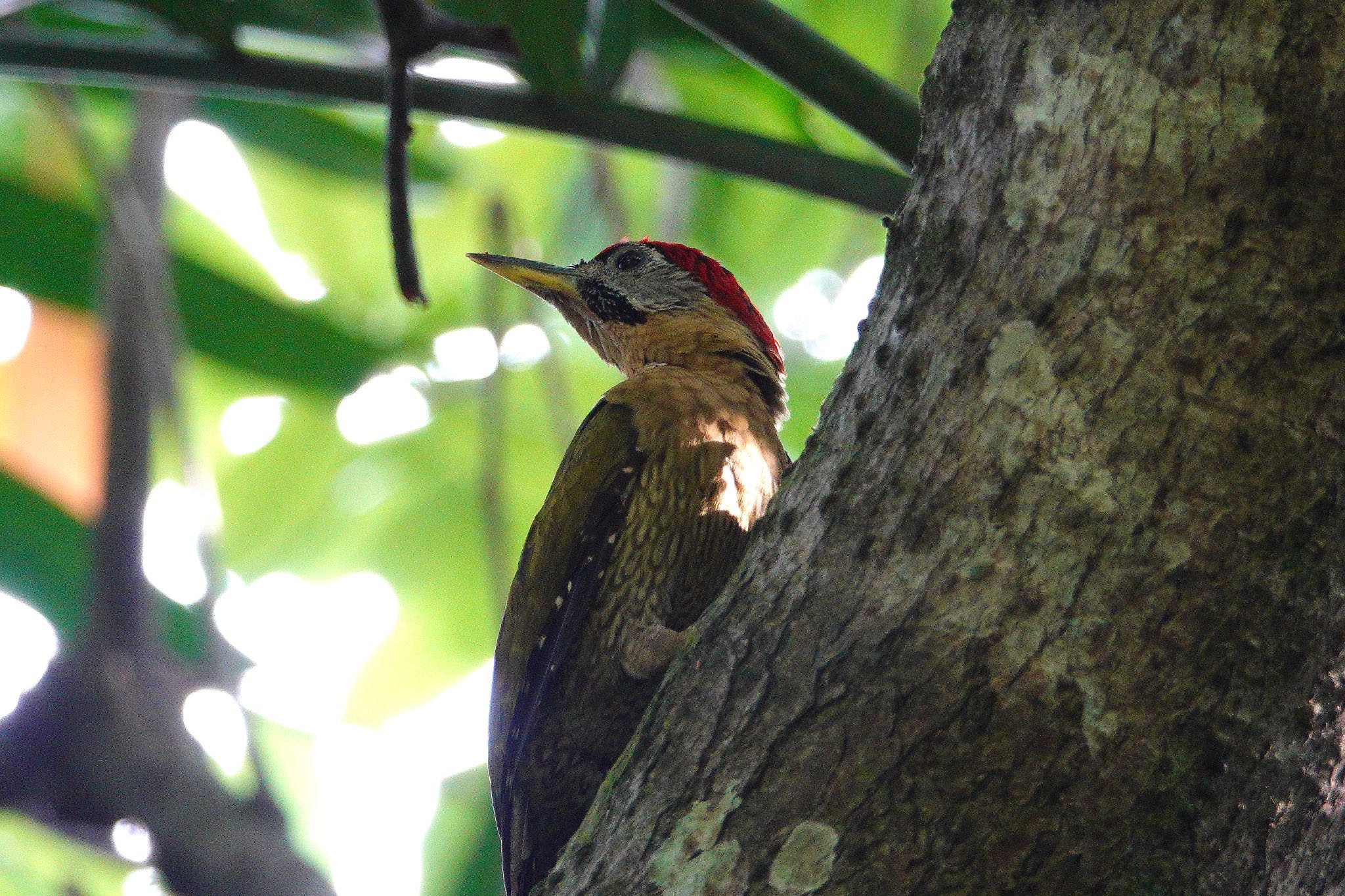 Photo of Laced Woodpecker at Pasir Ris Park (Singapore) by のどか