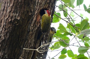 Laced Woodpecker Pasir Ris Park (Singapore) Sat, 3/18/2023