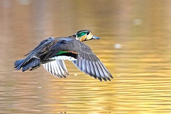 トモエガモ 見沼自然公園 2023年12月2日(土)