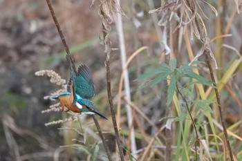 Common Kingfisher 福岡県営春日公園(春日市) Wed, 12/6/2023