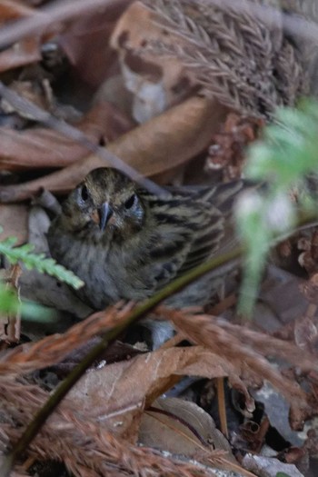 Mon, 3/21/2016 Birding report at 岐阜公園