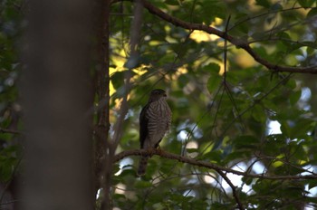 Wed, 12/6/2023 Birding report at Inokashira Park