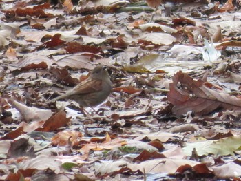 Japanese Accentor Hakodateyama Wed, 11/22/2023