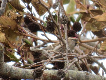 Common Redpoll Hakodateyama Wed, 11/22/2023