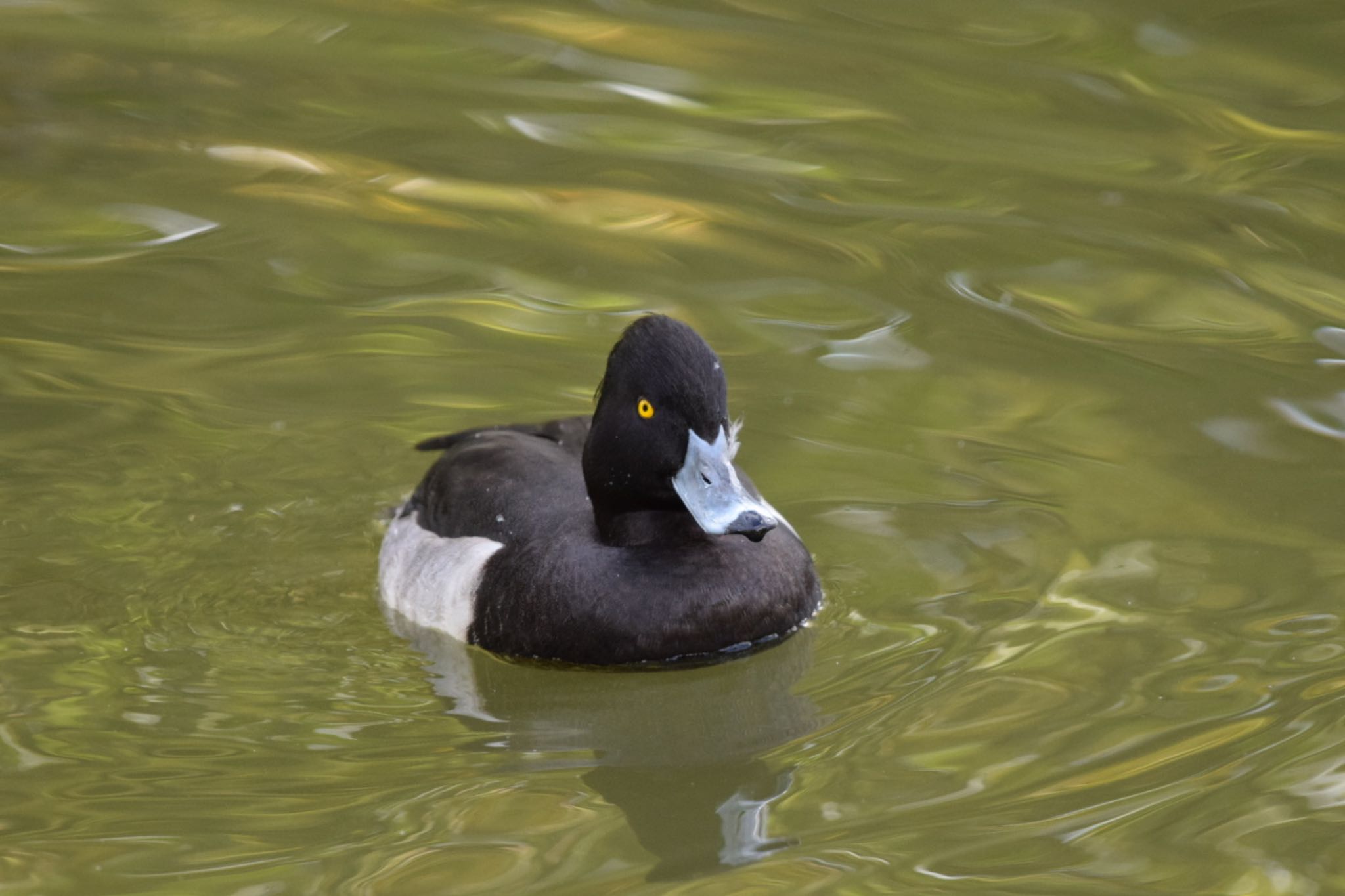 Photo of Tufted Duck at 洗足池公園 by dtaniwaki