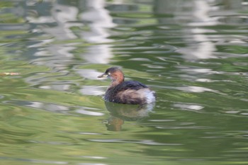 カイツブリ 洗足池公園 2023年10月18日(水)