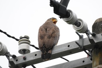 Crested Serpent Eagle Iriomote Island(Iriomotejima) Sat, 10/28/2023