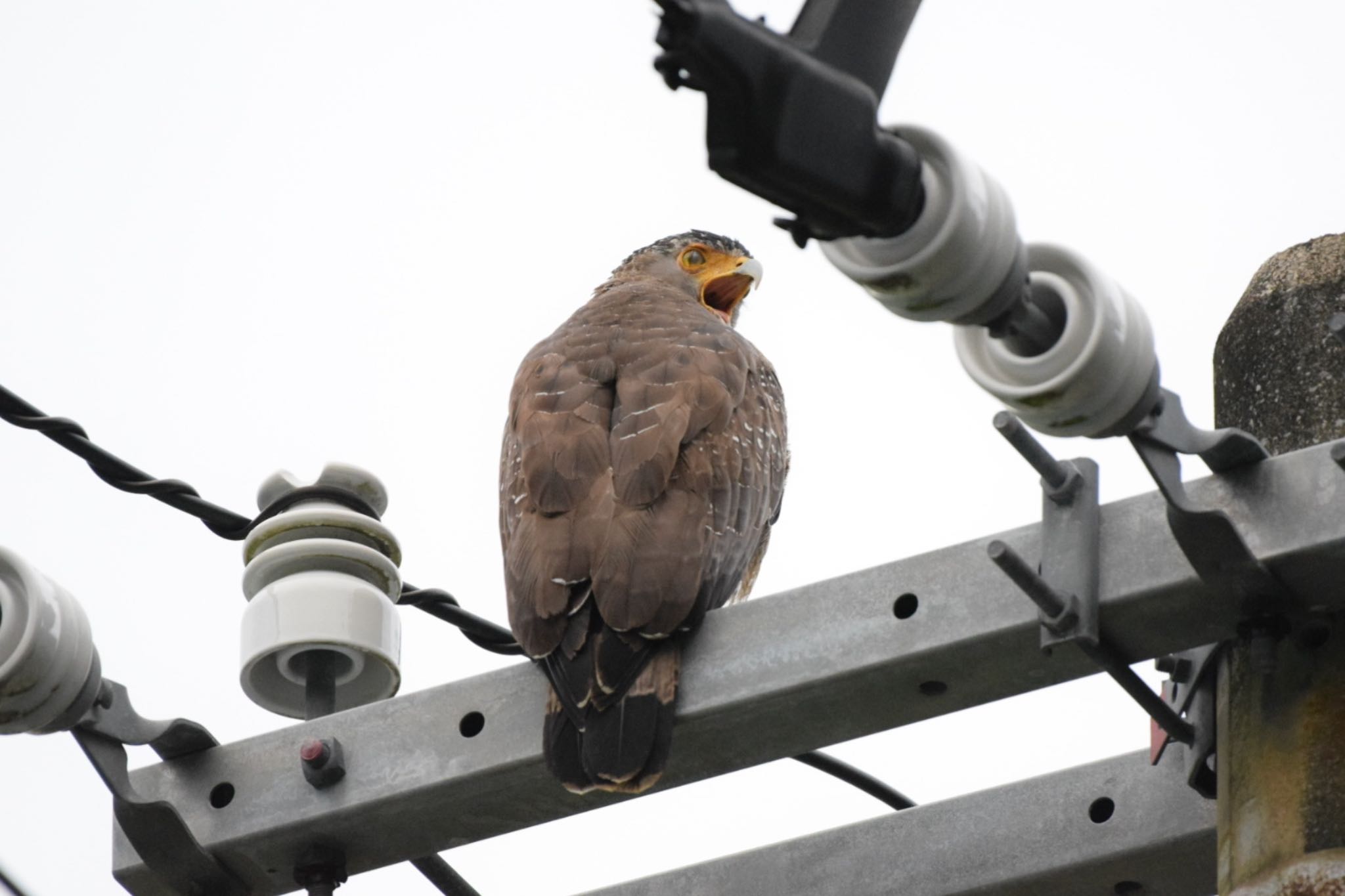 Photo of Crested Serpent Eagle at Iriomote Island(Iriomotejima) by dtaniwaki