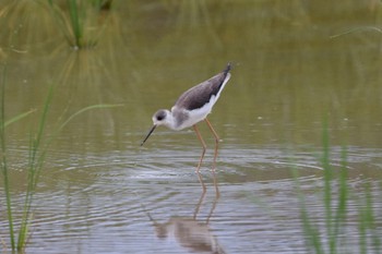 Black-winged Stilt Iriomote Island(Iriomotejima) Sat, 10/28/2023