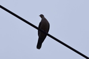 Black Wood Pigeon Iriomote Island(Iriomotejima) Sat, 10/28/2023