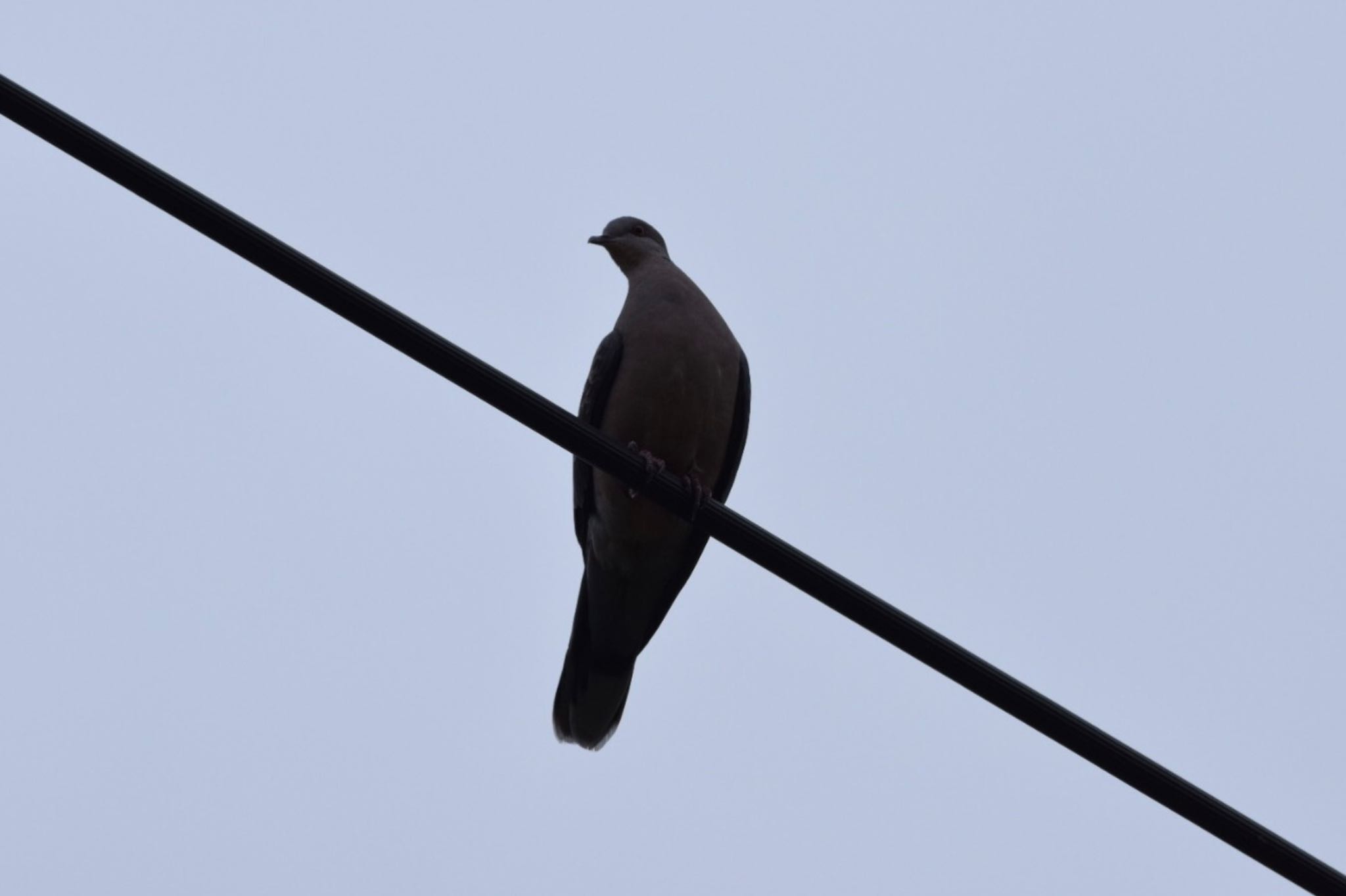 Photo of Black Wood Pigeon at Iriomote Island(Iriomotejima) by dtaniwaki