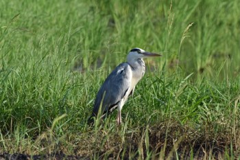 Grey Heron Iriomote Island(Iriomotejima) Thu, 10/26/2023