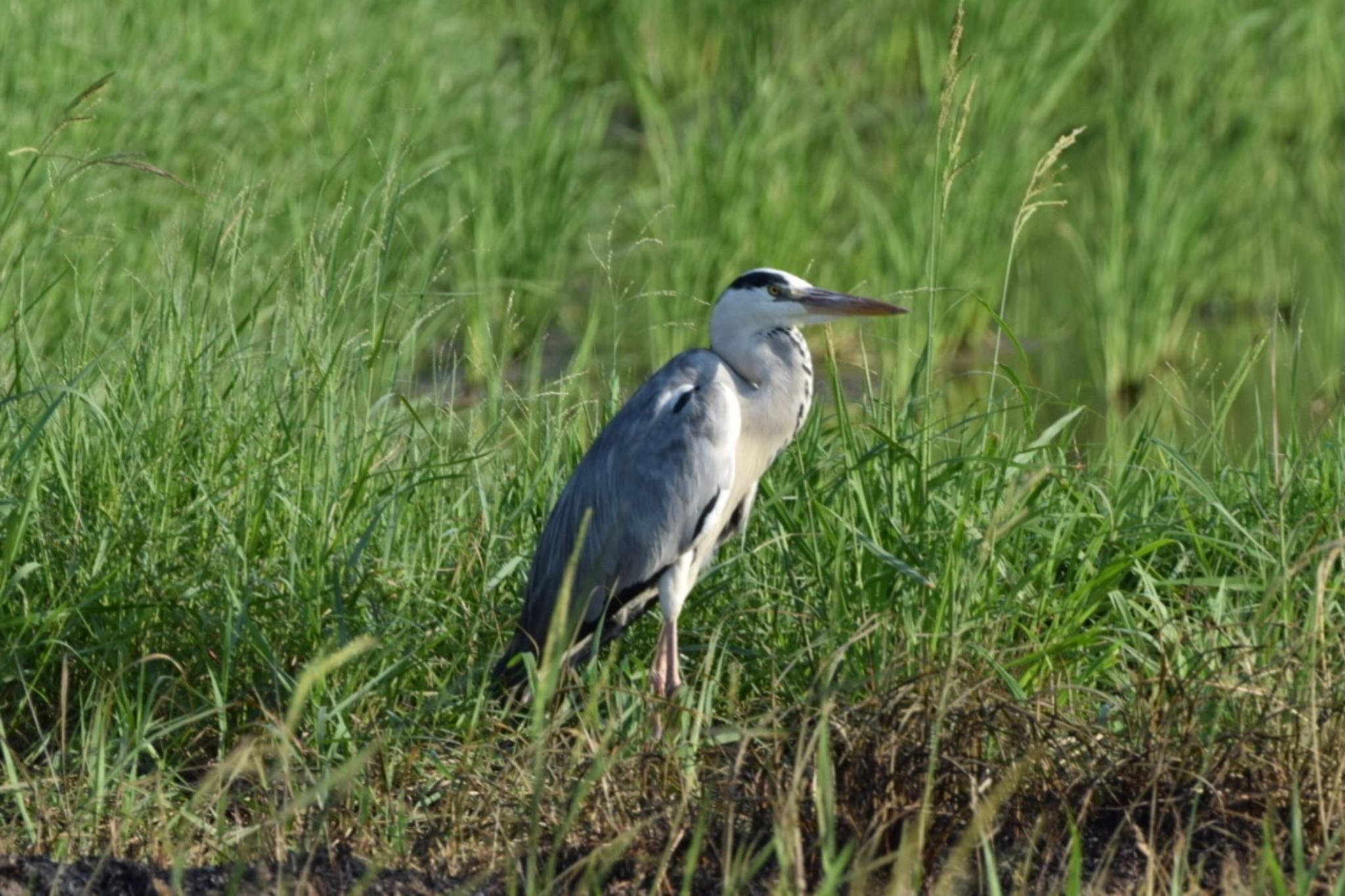 Photo of Grey Heron at Iriomote Island(Iriomotejima) by dtaniwaki