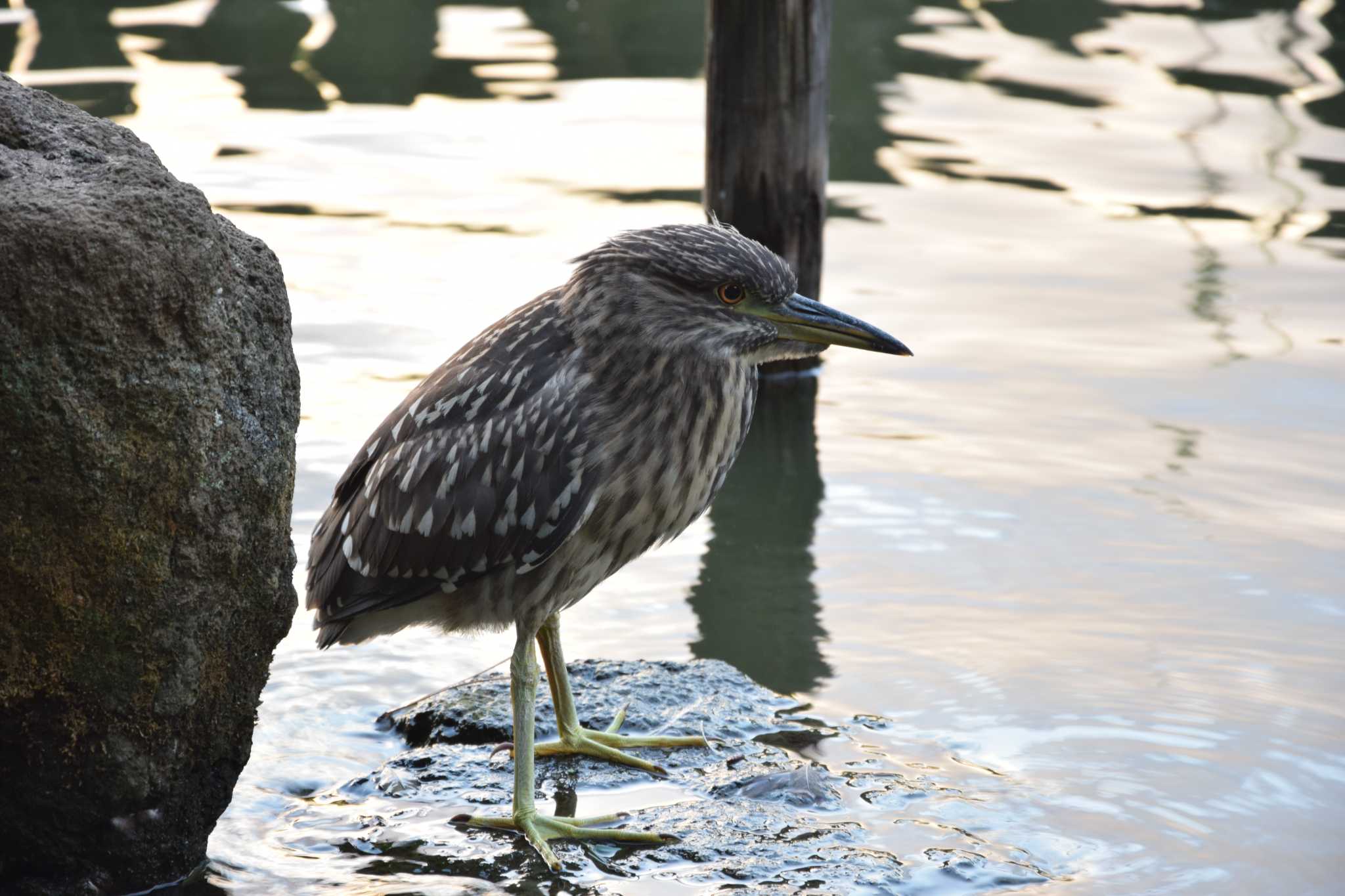 Photo of Striated Heron at 洗足池公園 by dtaniwaki