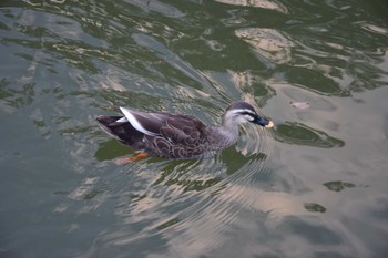 Eastern Spot-billed Duck 洗足池公園 Tue, 9/12/2023