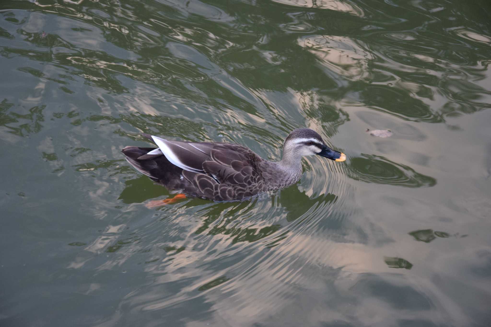 Photo of Eastern Spot-billed Duck at 洗足池公園 by dtaniwaki