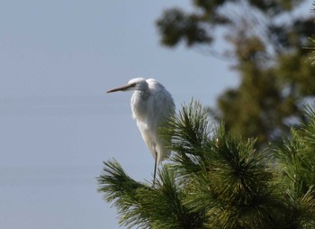 Great Egret 洗足池公園 Thu, 10/19/2023