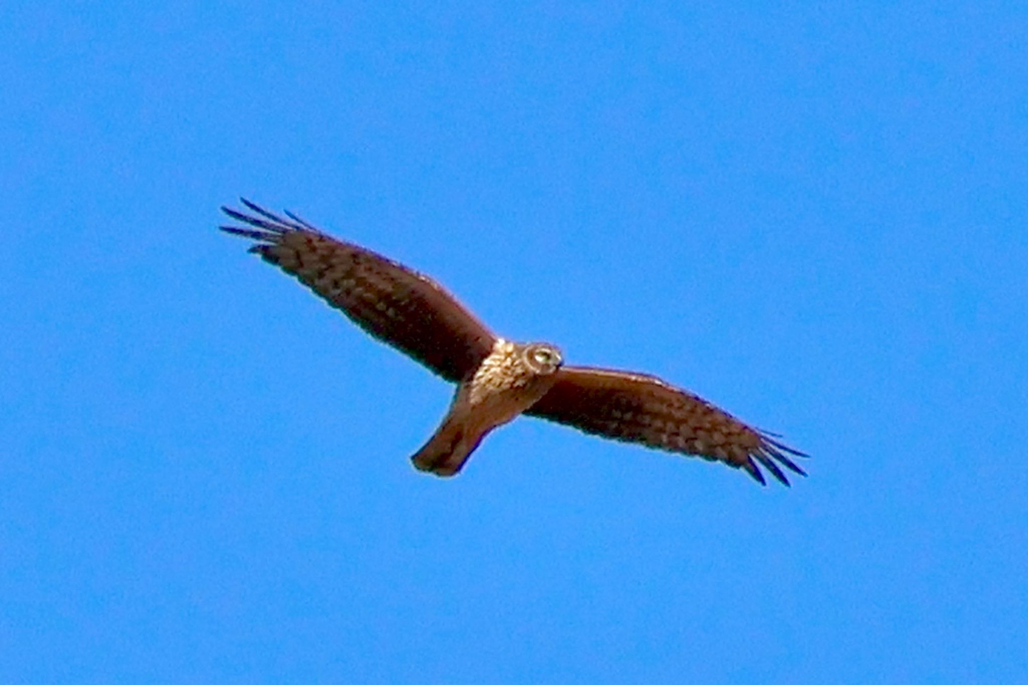 Hen Harrier