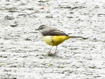 Grey Wagtail Kinabaru park Thu, 11/23/2023