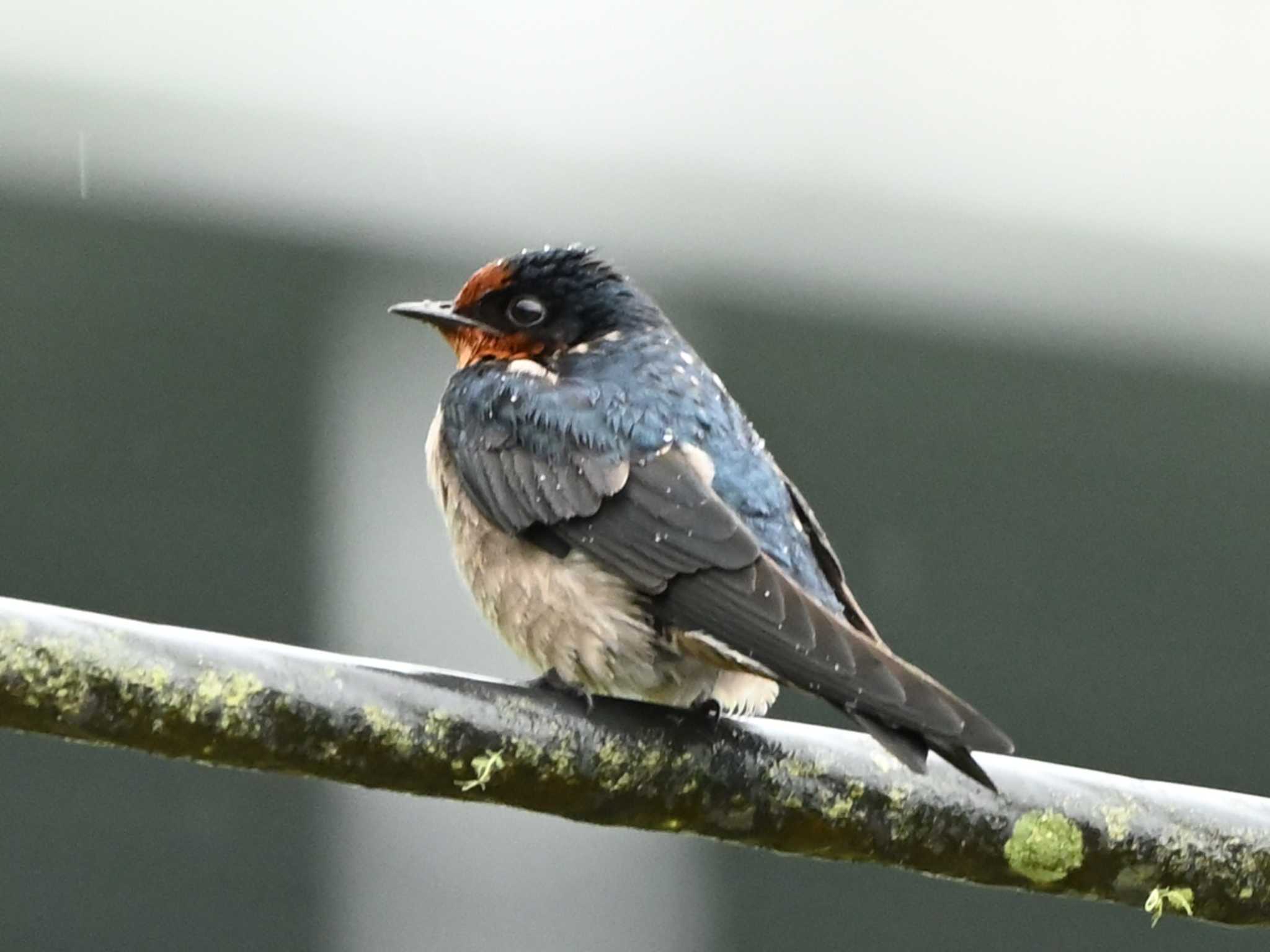 Photo of Pacific Swallow at Kinabaru park by dtaniwaki