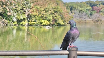 カワラバト 大阪鶴見緑地 2023年11月3日(金)