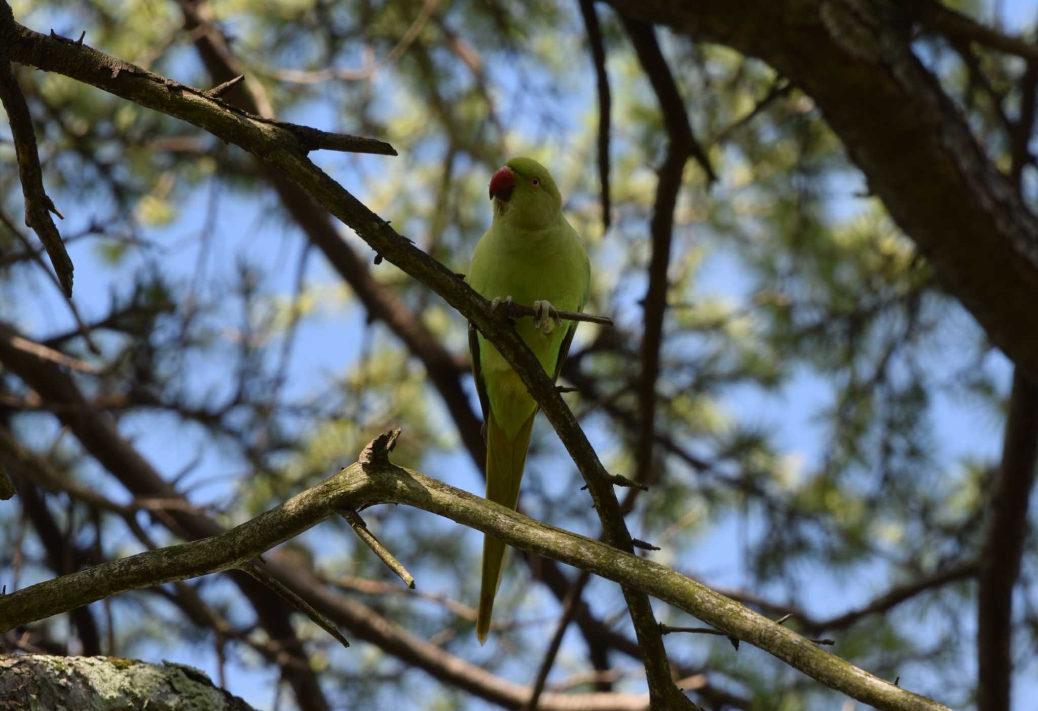 Photo of Indian Rose-necked Parakeet at 洗足池公園 by dtaniwaki