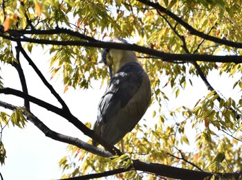 Black-crowned Night Heron 洗足池公園 Wed, 10/18/2023