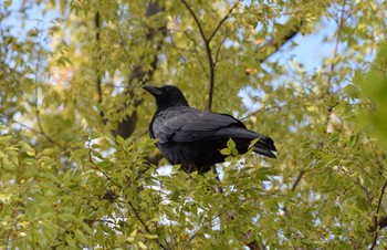 Carrion Crow 洗足池公園 Wed, 10/18/2023